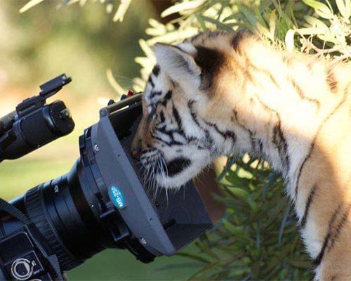 Wildlife production