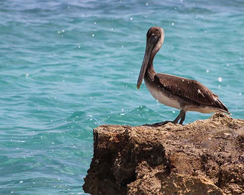 Pelican